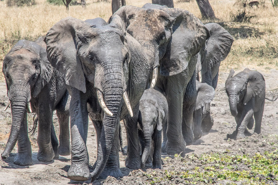 Safari Tanzania Tarangire National Parl Elefanter