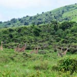Rejse - Adventure - Safari - Hiking - Tanzania - Afrika - Højskole i udlandet