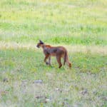 Rejse - Adventure - Safari - Hiking - Tanzania - Afrika - Højskole i udlandet