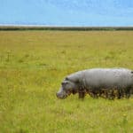 Rejse - Adventure - Safari - Hiking - Tanzania - Afrika - Højskole i udlandet