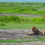 Rejse - Adventure - Safari - Hiking - Tanzania - Afrika - Højskole i udlandet