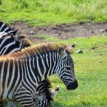 Rejse - Adventure - Safari - Hiking - Tanzania - Afrika - Højskole i udlandet