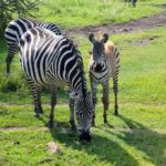 Rejse - Adventure - Safari - Hiking - Tanzania - Afrika - Højskole i udlandet