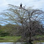 Rejse - Adventure - Safari - Hiking - Tanzania - Afrika - Højskole i udlandet