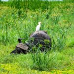 Rejse - Adventure - Safari - Hiking - Tanzania - Afrika - Højskole i udlandet