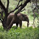 Rejse - Adventure - Safari - Hiking - Tanzania - Afrika - Højskole i udlandet