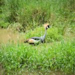 Rejse - Adventure - Safari - Hiking - Tanzania - Afrika - Højskole i udlandet