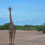 Rejse - Adventure - Safari - Hiking - Tanzania - Afrika - Højskole i udlandet