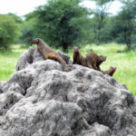 Rejse - Adventure - Safari - Hiking - Tanzania - Afrika - Højskole i udlandet