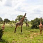 Rejse - Adventure - Safari - Hiking - Tanzania - Afrika - Højskole i udlandet