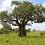 Rejse - Adventure - Safari - Hiking - Tanzania - Afrika - Højskole i udlandet
