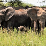 Rejse - Adventure - Safari - Hiking - Tanzania - Afrika - Højskole i udlandet