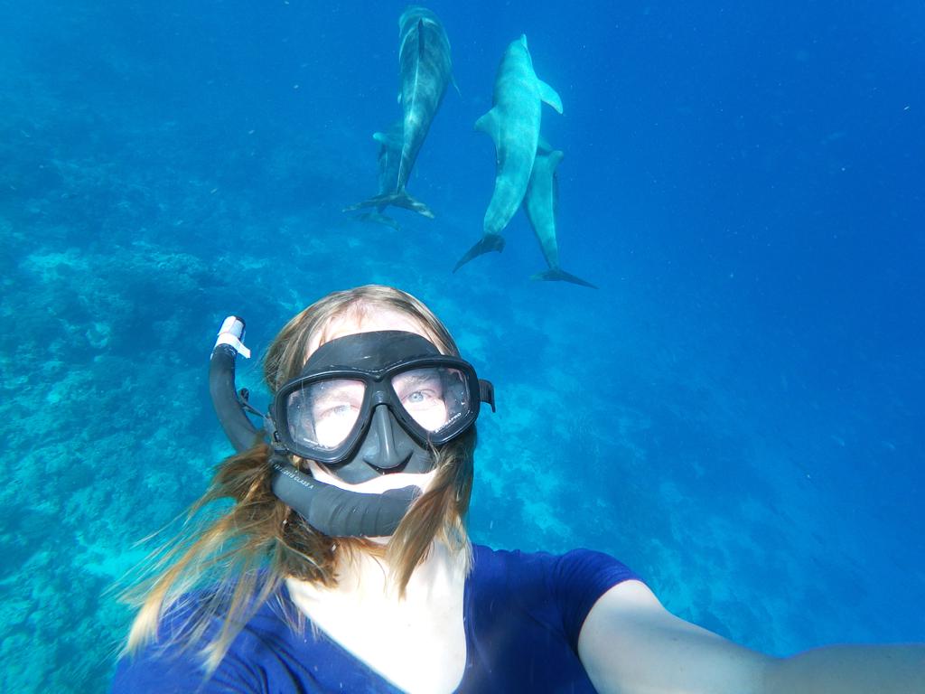 vi snorkler med delfiner