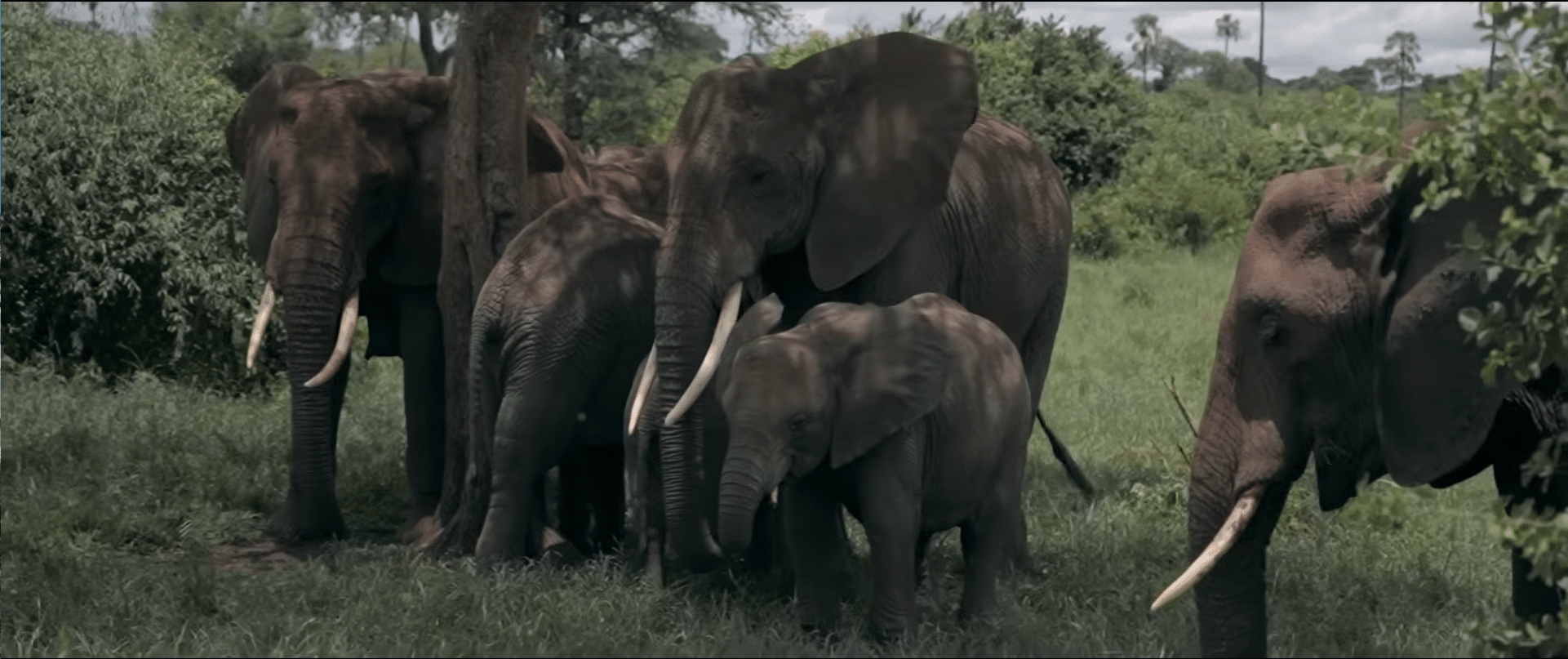 Elefantfamilie samlet i savannelandskab under adventurer højskole med safarioplevelser og tæt møde med Afrikas vilde natur.